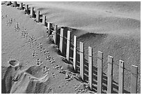 Sand, fence, and animal tracks, Cape Cod National Seashore. Cape Cod, Massachussets, USA ( black and white)