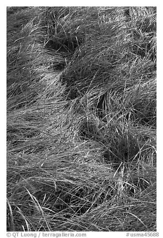 Grass curled by wind, Cape Cod National Seashore. Cape Cod, Massachussets, USA (black and white)