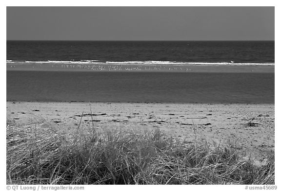 Grass, beach, and sand bar, Cape Cod National Seashore. Cape Cod, Massachussets, USA