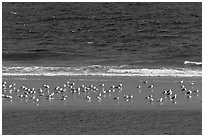 Sand bar with seabirds, Cape Cod National Seashore. Cape Cod, Massachussets, USA ( black and white)