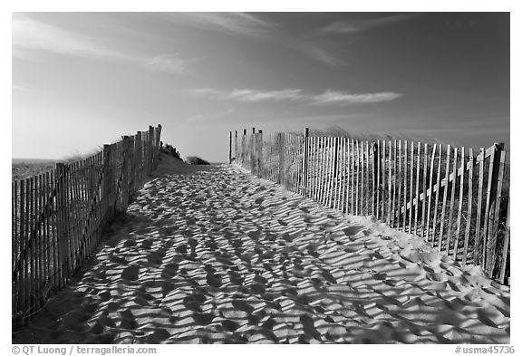 Path between sand fences, Cape Cod National Seashore. Cape Cod, Massachussets, USA (black and white)
