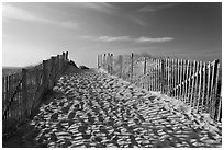 Path between sand fences, Cape Cod National Seashore. Cape Cod, Massachussets, USA ( black and white)