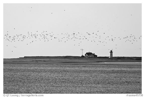 Flock of birds and Race Point Light, Cape Cod National Seashore. Cape Cod, Massachussets, USA