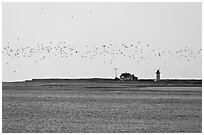 Flock of birds and Race Point Light, Cape Cod National Seashore. Cape Cod, Massachussets, USA (black and white)