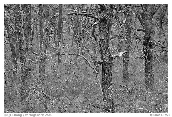 Bare forest with dense understory, Cape Cod National Seashore. Cape Cod, Massachussets, USA (black and white)