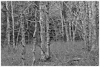 Red maple forest, Cape Cod National Seashore. Cape Cod, Massachussets, USA ( black and white)