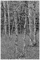 Forest in winter, Cape Cod National Seashore. Cape Cod, Massachussets, USA ( black and white)