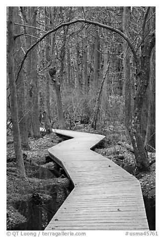 Boardwalk, Atlantic White Cedar swamp trail, Cape Cod National Seashore. Cape Cod, Massachussets, USA (black and white)