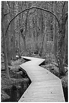 Boardwalk, Atlantic White Cedar swamp trail, Cape Cod National Seashore. Cape Cod, Massachussets, USA ( black and white)