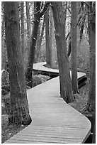 Elevated boardwark through flooded forest , Cape Cod National Seashore. Cape Cod, Massachussets, USA ( black and white)