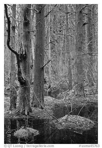 Forested swamp, Cape Cod National Seashore. Cape Cod, Massachussets, USA (black and white)