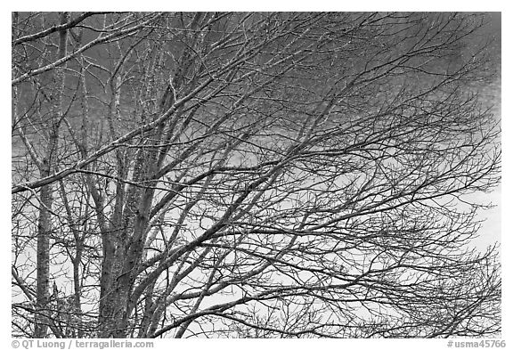 Bare branches, Sandwich. Cape Cod, Massachussets, USA (black and white)