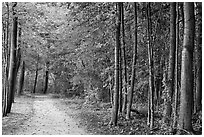 Battle road near Meriams Corner, Minute Man National Historical Park. Massachussets, USA (black and white)