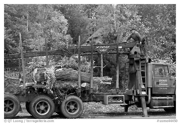 Tree pruning truck, Rockwood. Maine, USA (black and white)