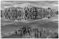 Reeds and trees in fall color reflected in mirror-like water, Greenville Junction. Maine, USA ( black and white)
