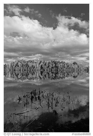 Reeds, autumn reflections, and cloud, Greenville Junction. Maine, USA (black and white)