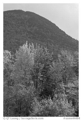 Trees below Elephant Mountain. Maine, USA (black and white)