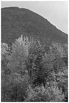 Trees below Elephant Mountain. Maine, USA ( black and white)