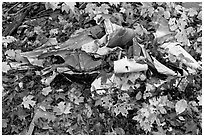 Autumn leaves and cluster of mangled aluminum from B-52 crash. Maine, USA (black and white)