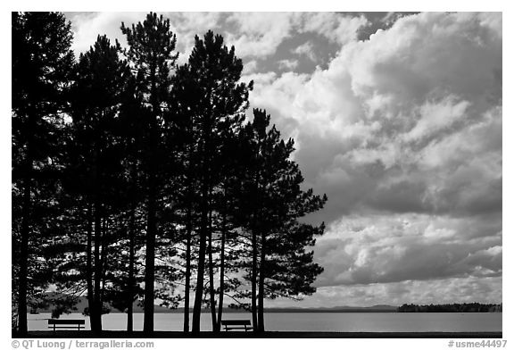 Conifers silhouette and clouds, Lily Bay State Park. Maine, USA (black and white)