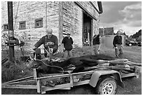 Hunters preparing to weight killed moose, Kokadjo. Maine, USA (black and white)