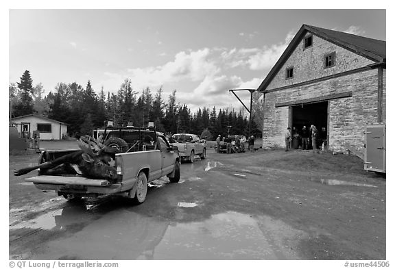 Trucks with moose lining up at checking station, Kokadjo. Maine, USA (black and white)
