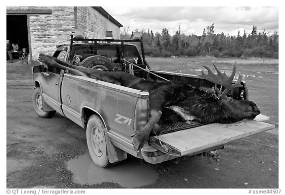 Truck with harvested moose, Kokadjo. Maine, USA (black and white)