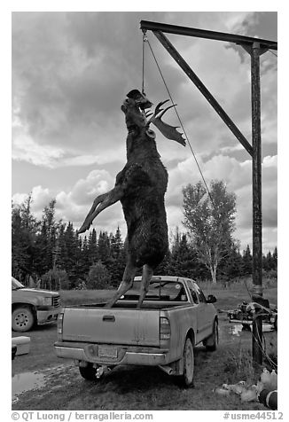Huge moose lifted from truck for weighting, Kokadjo. Maine, USA