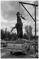 Huge moose lifted from truck for weighting, Kokadjo. Maine, USA (black and white)