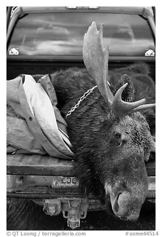 Large dead moose in back of truck, Kokadjo. Maine, USA