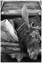 Large dead moose in back of truck, Kokadjo. Maine, USA (black and white)
