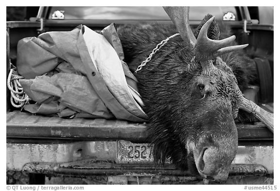 Large killed moose in back of truck, Kokadjo. Maine, USA (black and white)