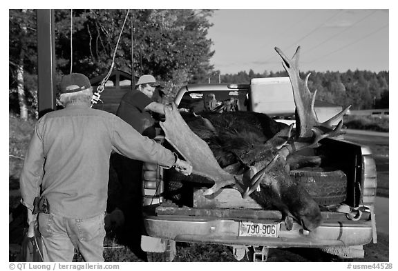 Hunters preparing to weight taken moose. Maine, USA