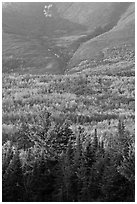 Forested slopes of Mount Katahdin. Baxter State Park, Maine, USA ( black and white)