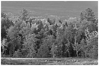 Trees in fall foliage and Katahdin slopes. Maine, USA ( black and white)
