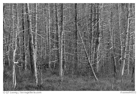 Dense forest of dead standing trees. Maine, USA (black and white)