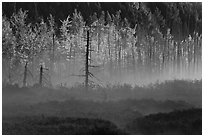 Tree skeletons, forest in fall foliage, and fog. Maine, USA (black and white)