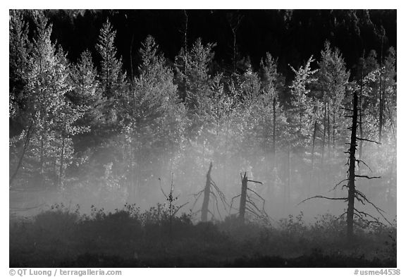 Tree skeletons, fog, and trees in autumn foliage. Maine, USA (black and white)