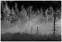 Tree skeletons, fog, and trees in autumn foliage. Maine, USA ( black and white)