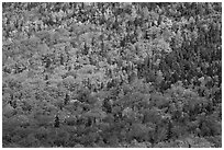 Evergreens and deciduous trees mixed on mountain slope in autumn. Baxter State Park, Maine, USA (black and white)