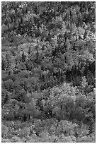 Mix of evergreens and trees in autumn foliage on slope. Baxter State Park, Maine, USA (black and white)