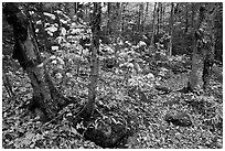 Forest and undergrowth in autumn. Baxter State Park, Maine, USA (black and white)