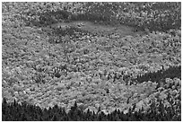 Mixed forest, meadow and pond seen from above. Baxter State Park, Maine, USA (black and white)