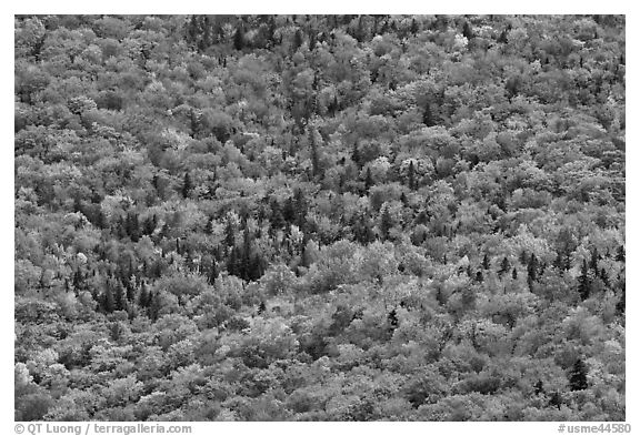 Tree canopy in the fall seen from above. Baxter State Park, Maine, USA (black and white)