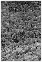 Aerial view of deciduous trees in fall foliage mixed with evergreen. Baxter State Park, Maine, USA (black and white)