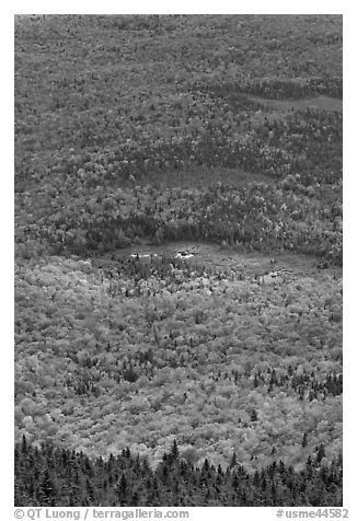 Forest and meadows from above. Baxter State Park, Maine, USA (black and white)