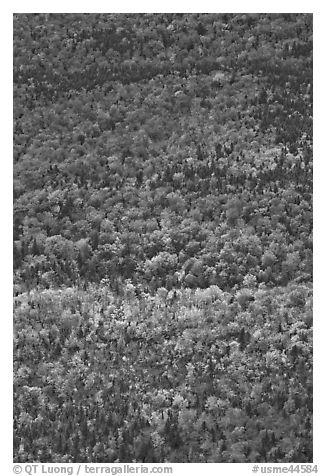 Aerial view of forest in autumn. Baxter State Park, Maine, USA (black and white)