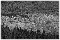 Ridge of conifers and deciduous trees with spotlight. Baxter State Park, Maine, USA (black and white)
