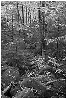 Forest with boulders, evergreen, and trees in autumn color. Baxter State Park, Maine, USA ( black and white)