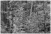 Autumn forest scene. Maine, USA ( black and white)